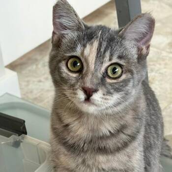 Harley -  Domestic Short Hair Cat for Adoption in Tempe, Arizona - Harley | PetCurious