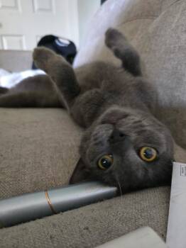 Renly -  American Shorthair Cat for Adoption in Cape Fear, North Carolina - Renly | PetCurious
