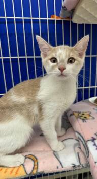 Tabby Cats Available for Adoption - Luc | PetCurious