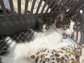 Rescue Domestic Short Hair Cats for Adoption in Canonsburg, Pennsylvania - Rainna And Ruthie | PetCurious
