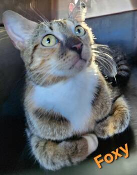 Domestic Short Hair Cats Available for Adoption in Longwood, Florida - Foxy | PetCurious