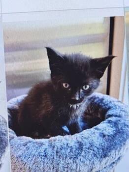 Scotch -  Domestic Short Hair Cat for Adoption in Cincinnati, Ohio - Scotch | PetCurious