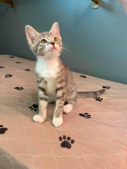 Tangle -  Domestic Short Hair Cat for Adoption in Hartville, Ohio - Tangle | PetCurious