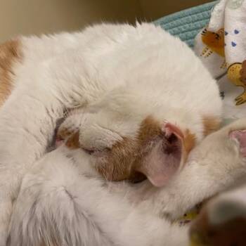 Ryan -  Domestic Short Hair Cat for Adoption in Dayton, Ohio - Ryan | PetCurious