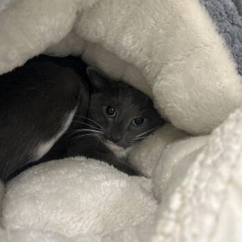 Nani -  Domestic Short Hair Cat for Adoption in Bedford, New Hampshire - Nani | PetCurious