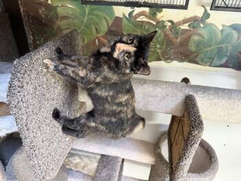 Rescue Domestic Medium Hair Cats for Adoption in Hendersonville, Tennessee - Dose | PetCurious