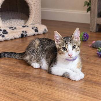 Hot Pocket -  Domestic Short Hair Cat for Adoption in Tustin, California - Hot Pocket | PetCurious