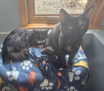 Domestic Short Hair Cats Available for Adoption - Jane / Ophelia | PetCurious