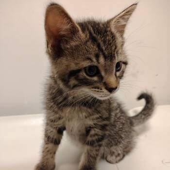 Mr. Krabs -  Domestic Short Hair Cat for Adoption in Coos Bay, Oregon - Mr. Krabs | PetCurious