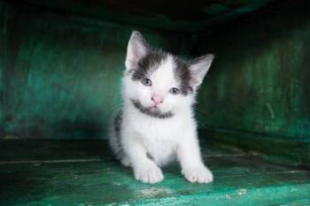 Domestic Short Hair Cats Available for Adoption in San Antonio, Texas - Batman | PetCurious