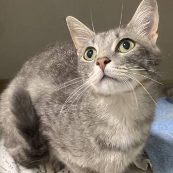 Styx -  Domestic Short Hair Cat for Adoption in Fredericksburg, Virginia - Styx | PetCurious