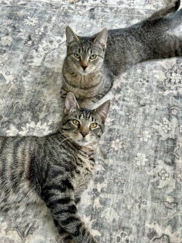 Rescue Domestic Short Hair Cats for Adoption in Alexandria, Virginia - JJ And Moonbug (CH) (In Foster) | PetCurious