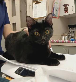 Luanne -  Domestic Short Hair Cat for Adoption in Palm Coast, Florida - Luanne | PetCurious