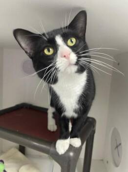 Phosphorus -  Domestic Short Hair Cat for Adoption in Gwinn, Michigan - Phosphorus | PetCurious