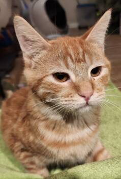 Domestic Short Hair Cats Available for Adoption in Salinas, California - Portland | PetCurious