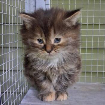 Domestic Long Hair Cats Available for Adoption in Charleston, South Carolina - Espresso | PetCurious