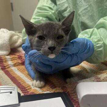Catan -  Domestic Medium Hair Cat for Adoption in Tempe, Arizona - Catan | PetCurious