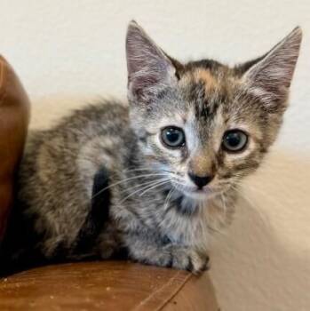 Joan Jet -  Torbie and Domestic Short Hair Cat for Adoption in Friendswood, Texas - Joan Jet | PetCurious