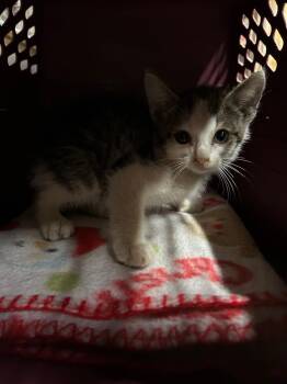 Freedom -  Domestic Short Hair Cat for Adoption in Portland, Indiana - Freedom | PetCurious