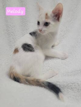 Melody -  Domestic Short Hair Cat for Adoption in Laplace, Louisiana - Melody | PetCurious