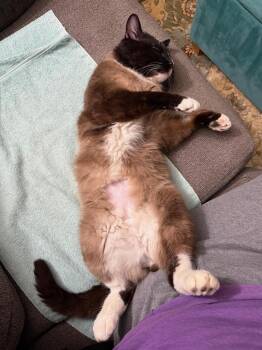 Siamese Cats Available for Adoption in Saint Paul, Minnesota - Cheddric The Cheese Wizard | PetCurious