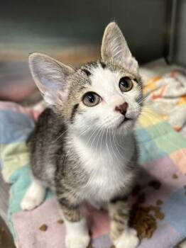 Salt -  Domestic Short Hair Cat for Adoption in Fort Worth, Texas - Salt | PetCurious