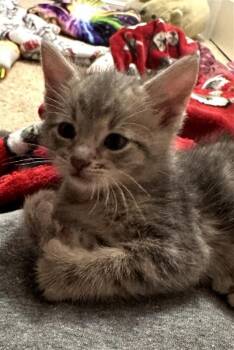 Hardy -  Domestic Short Hair Cat for Adoption in Fayetteville, Arkansas - Hardy | PetCurious