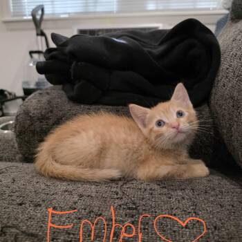 Ember -  Domestic Short Hair Cat for Adoption in Mastic, New York - Ember | PetCurious