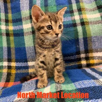 Domestic Short Hair Cats Available for Adoption in Raleigh, North Carolina - OJ | PetCurious