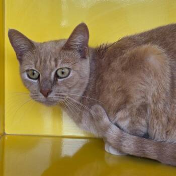 Domestic Short Hair Cats Available for Adoption - Pinto | PetCurious