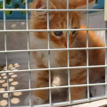 Domestic Medium Hair Cats Available for Adoption in Lake Jackson, Texas - Aladin | PetCurious