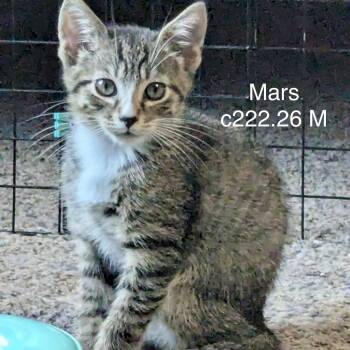 Foster Mars -  Domestic Short Hair and Tiger Cat for Adoption in Batavia, New York - Foster Mars | PetCurious