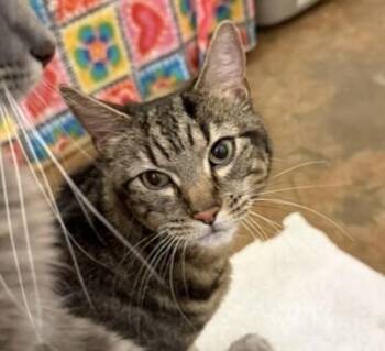 Max -  Domestic Short Hair Cat for Adoption in Walnut Creek, California - Max | PetCurious