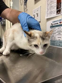 FLOWER -  Domestic Short Hair Cat Available for Adoption in Long Beach, California - FLOWER | PetCurious