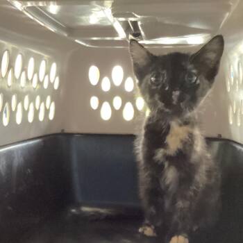 Pearl -  Domestic Short Hair Cat for Adoption in Montgomery, Alabama - Pearl | PetCurious