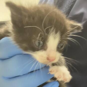 72212 -  Domestic Short Hair Cat for Adoption in Harrisonburg, Virginia - 72212 | PetCurious