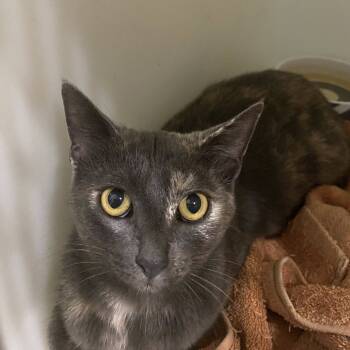 Rescue Domestic Short Hair Cats for Adoption in Portage, Michigan - Sibley | PetCurious