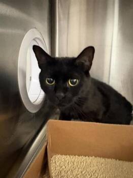 Stormi -  Domestic Short Hair Cat for Adoption in West Chester, Pennsylvania - Stormi | PetCurious