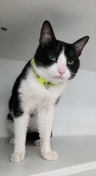 Domestic Short Hair Cats Available for Adoption - Fiedel McKelvey | PetCurious