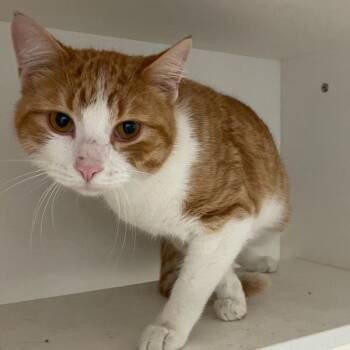 Domestic Short Hair Cats Available for Adoption in Des Moines, Iowa - Elton | PetCurious
