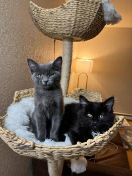 Domestic Long Hair Cats Available for Adoption in Seattle, Washington - Uno And Cuatro | PetCurious