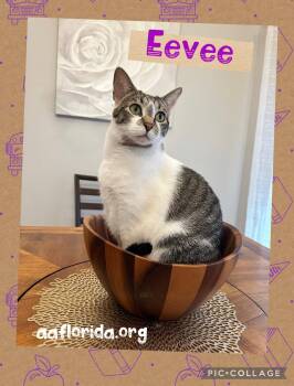 Tabby and Domestic Short Hair Cats Available for Adoption in Pensacola, Florida - Eevee | PetCurious