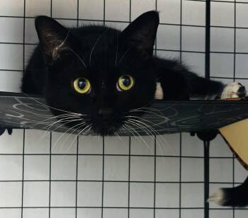 Domestic Short Hair Cats Available for Adoption - Eugene  | PetCurious