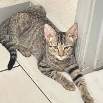 Ruby -  Tabby Cat for Adoption in Scottsdale, Arizona - Ruby | PetCurious