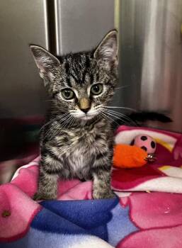 Loretta Lynx -  Domestic Short Hair Cat for Adoption in Dickson, Tennessee - Loretta Lynx | PetCurious