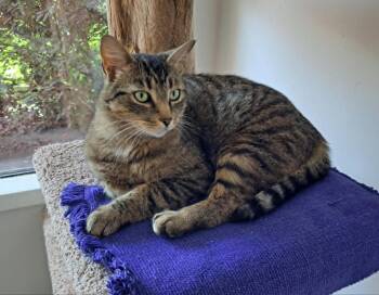 Ember -  Domestic Short Hair Cat for Adoption in Sidney, British Columbia - Ember | PetCurious