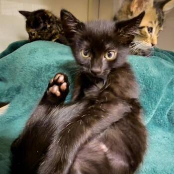 Gizmo -  Domestic Short Hair Cat for Adoption in Redwood City, California - Gizmo | PetCurious