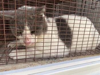 Domestic Short Hair Cats Available for Adoption - A650775 | PetCurious