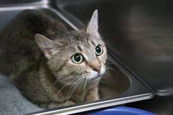 Domestic Short Hair Cats Available for Adoption in Brunswick, Georgia - Sequoia | PetCurious