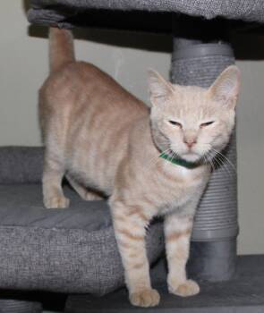 Rescue Domestic Short Hair Cats for Adoption in Huron, South Dakota - Mittens | PetCurious